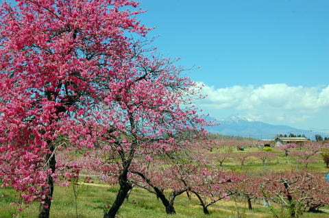 花桃と八ヶ岳